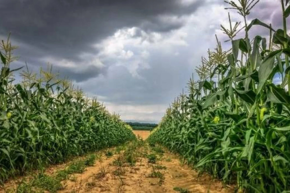 Agricultura biológica