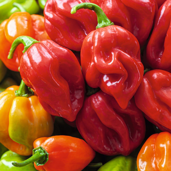 Pimento Habanero Vermelho