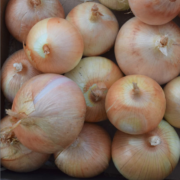 Cebola Branca da Lezíria