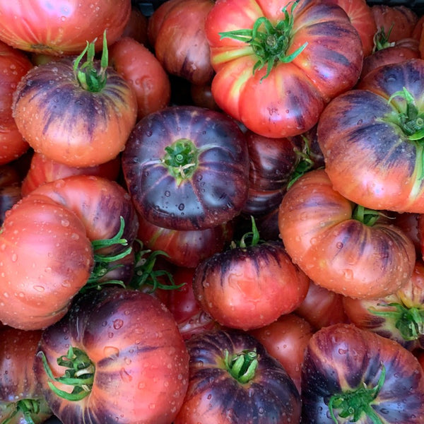 Tomate Indigo Blue Beauty