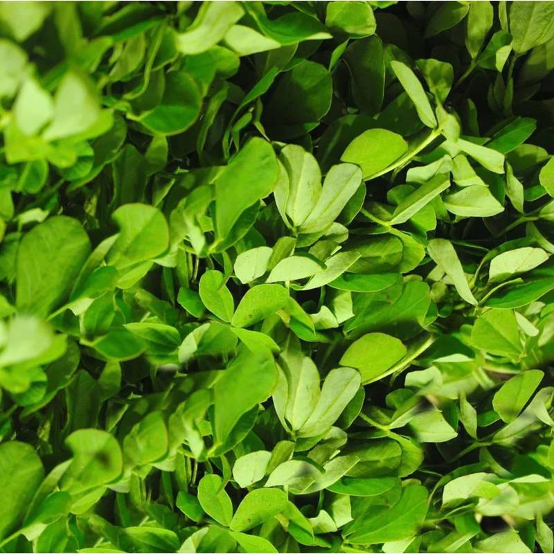 Sementes de feno-grego com folhas verdes na superfície de