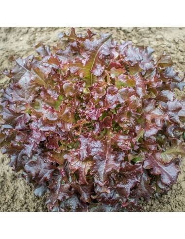 Alface Red Salad Bowl sementes biológicas
