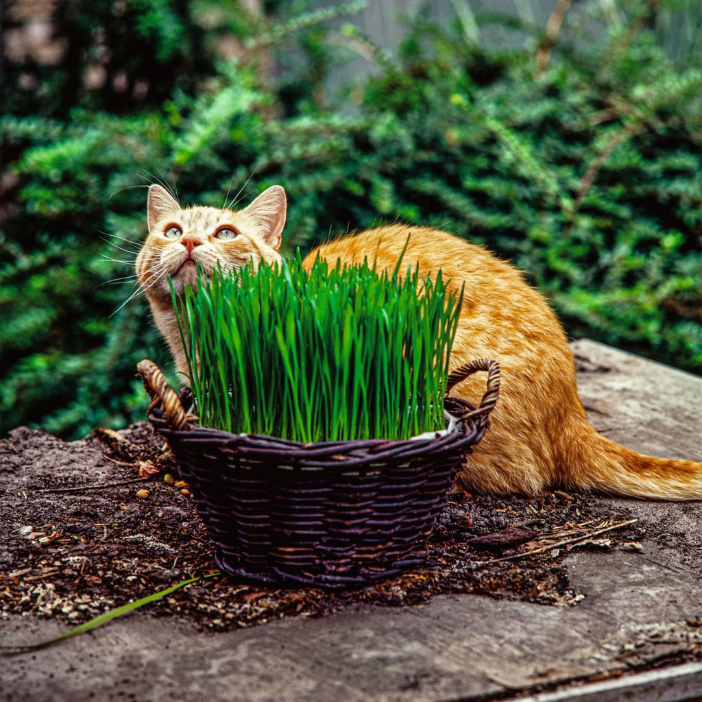 Erva do Gato