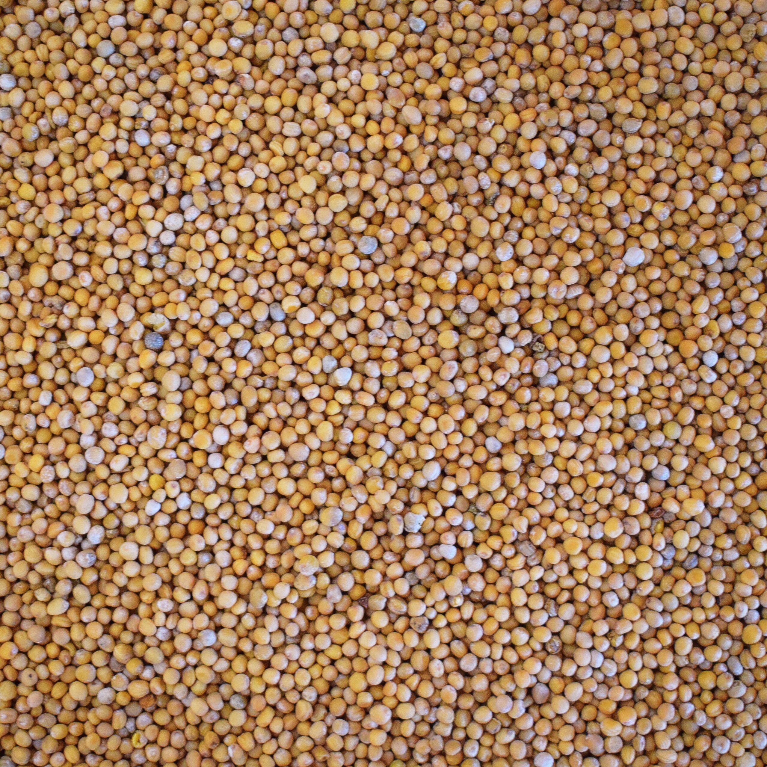 Mostarda para adubação verde 1Kg