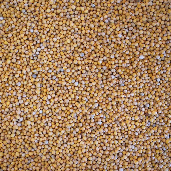 Mostarda para adubação verde 1Kg