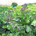 Brócolo Early Purple Sprouting