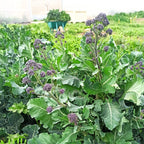 Brócolo Early Purple Sprouting