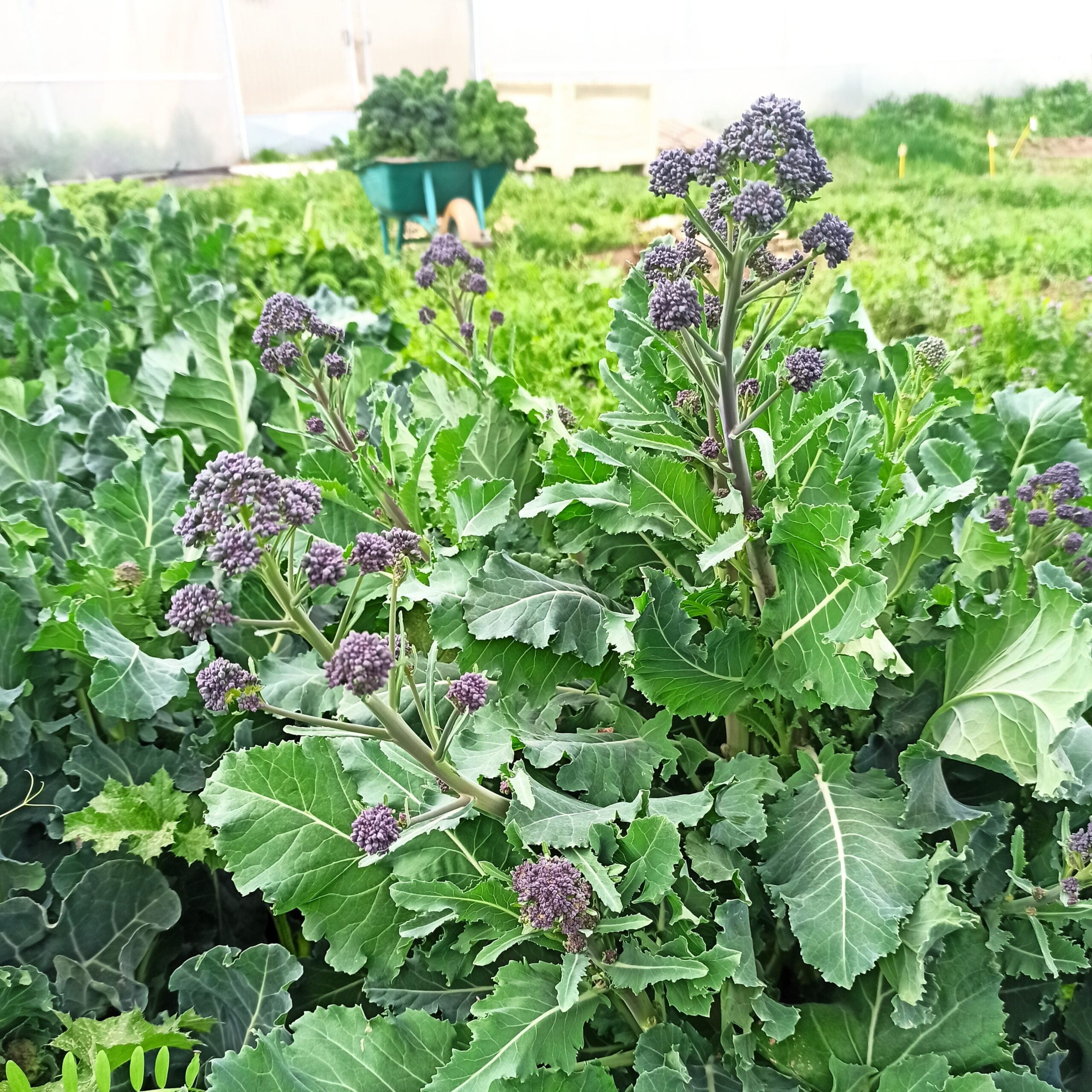 Brócolo Early Purple Sprouting
