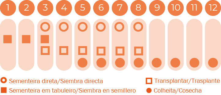 Couve-rábano Superschmelz