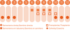 Couve de Bruxelas Groninger