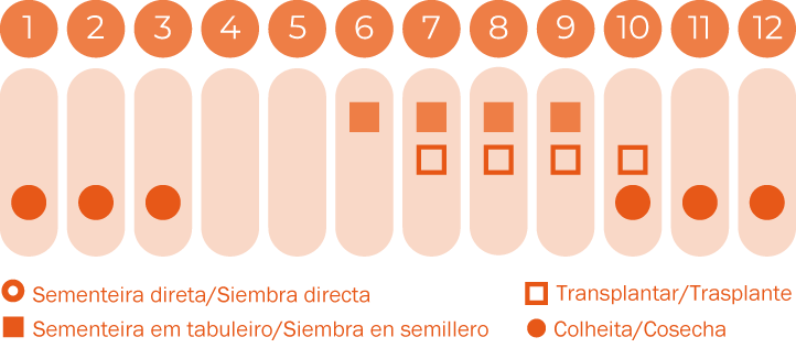 Couve de Bruxelas Groninger
