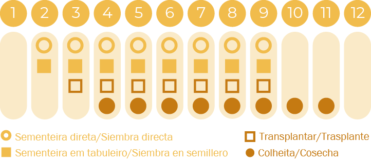 Salsa Comune 2