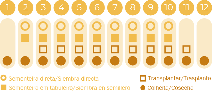 Coentros