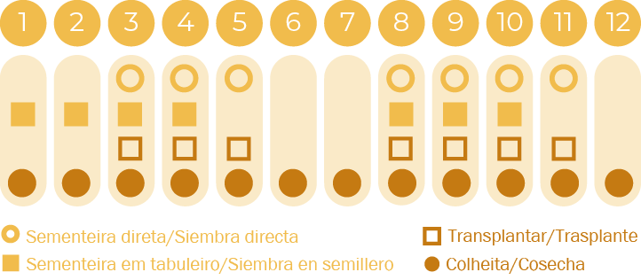 Sálvia