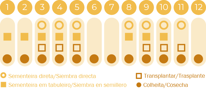 Tomilho