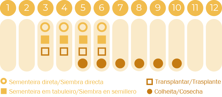 Segurelha
