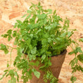 Cerefólio