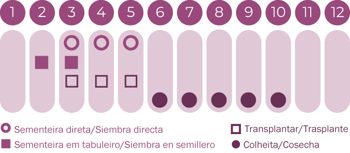 Cravo-túnico