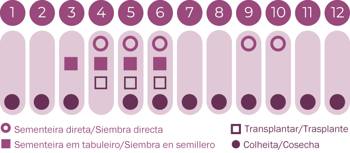 Calêndula