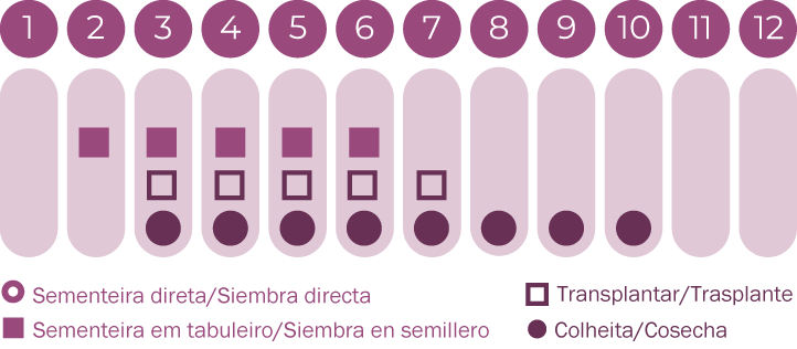 Zínia mix