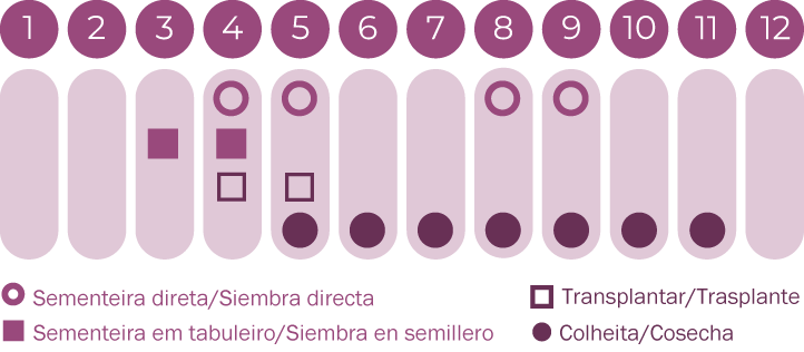 Cosmos mistura de cores