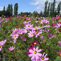 Cosmos mistura de cores