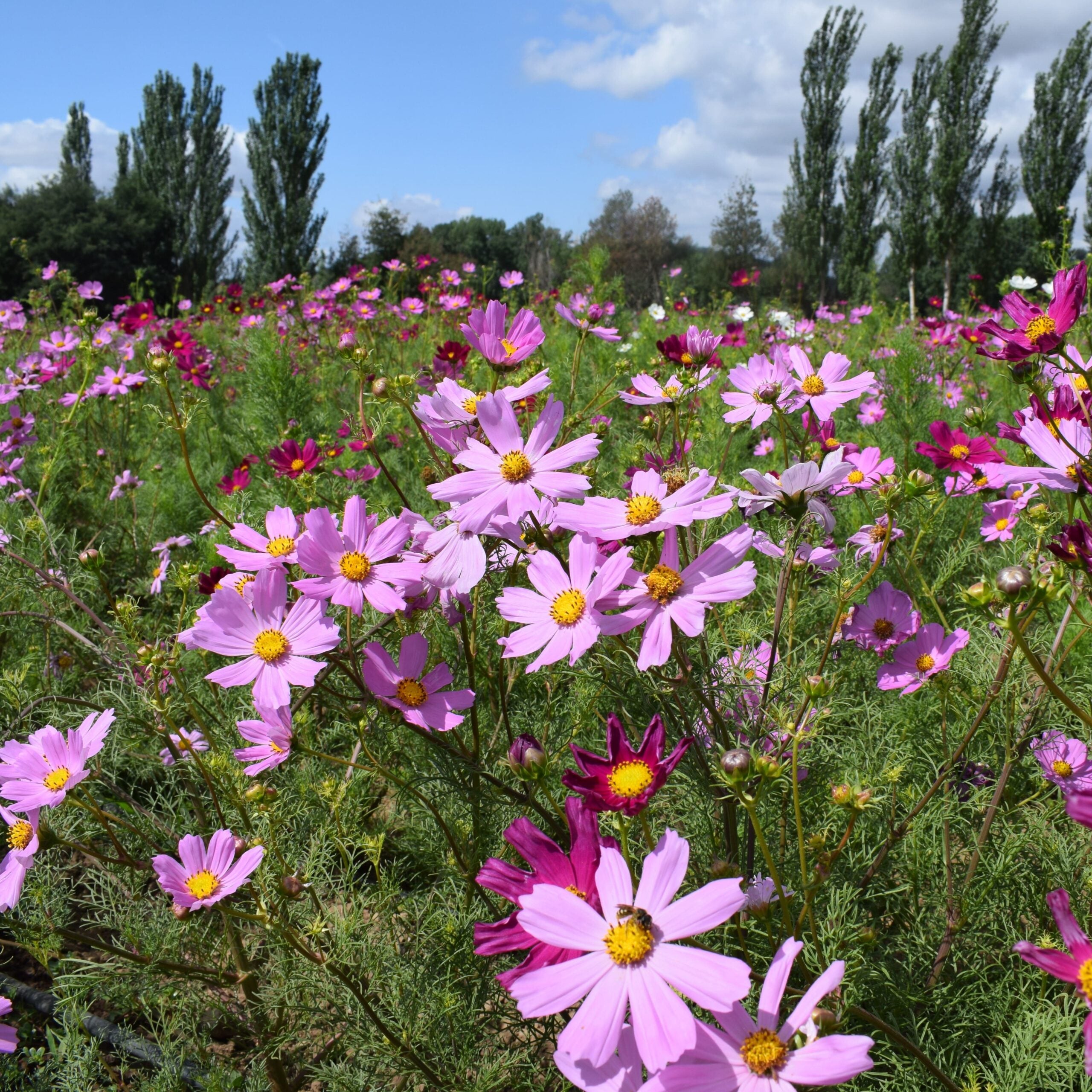 Cosmos mistura de cores