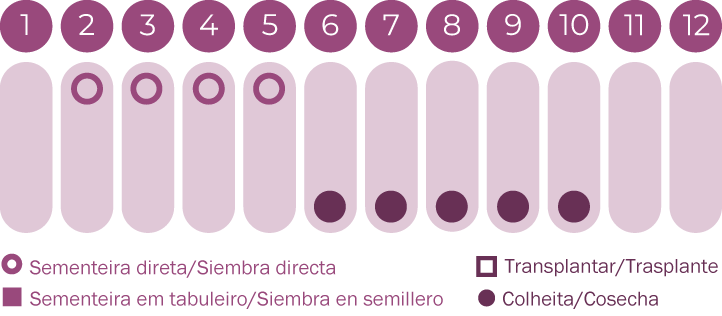 Damas-do-bosque