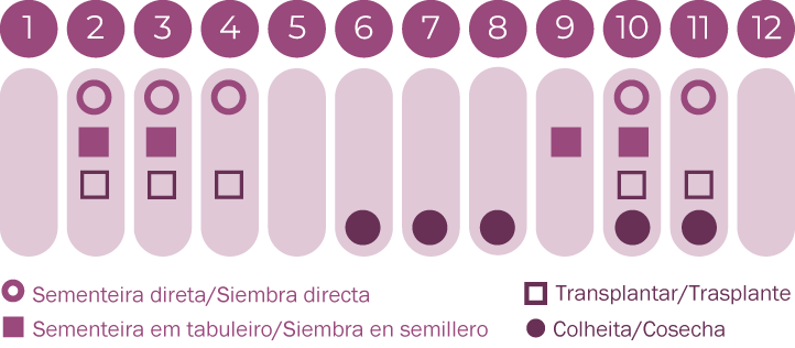 Equinácea
