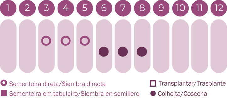 Cártamo