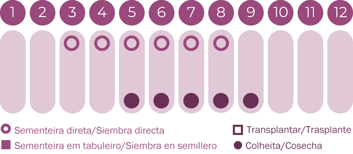 Facélia