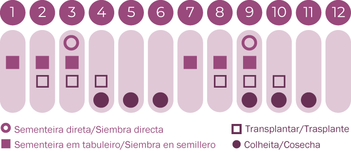 Hibisco