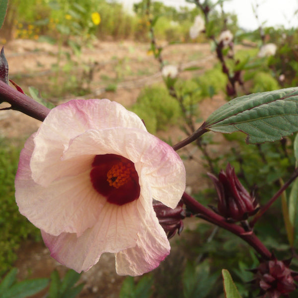 Hibisco