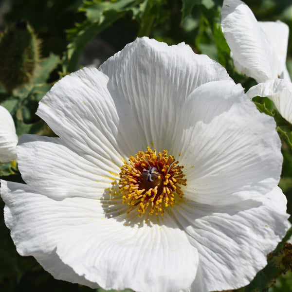 Papoila espinhosa
