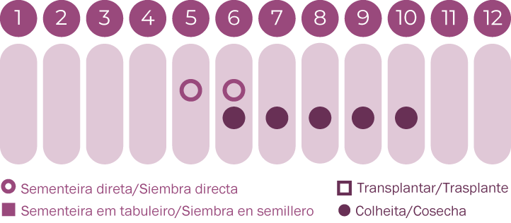 Flores para Abelhas