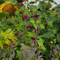 Mistura de flores para Abelhas