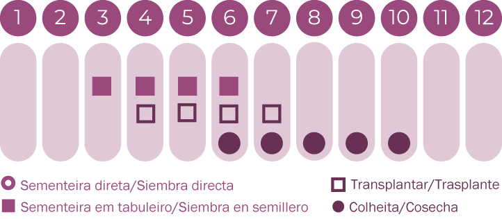 Perpétua roxa
