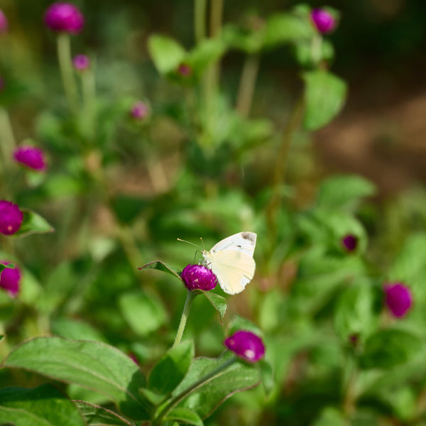 Perpétua roxa