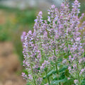 Salvia Sclarea