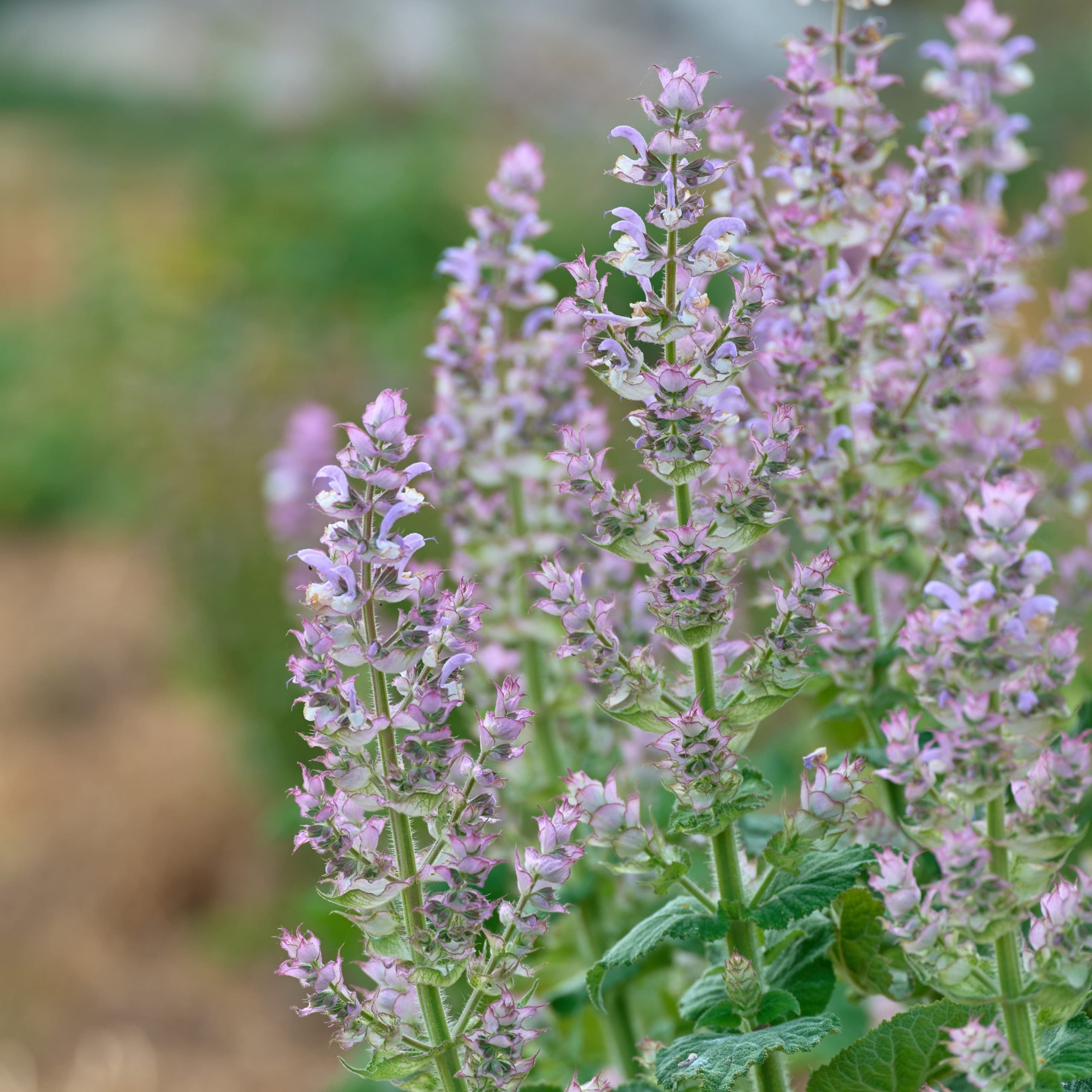Salvia Sclarea