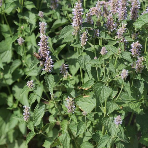 Agastache foeniculum