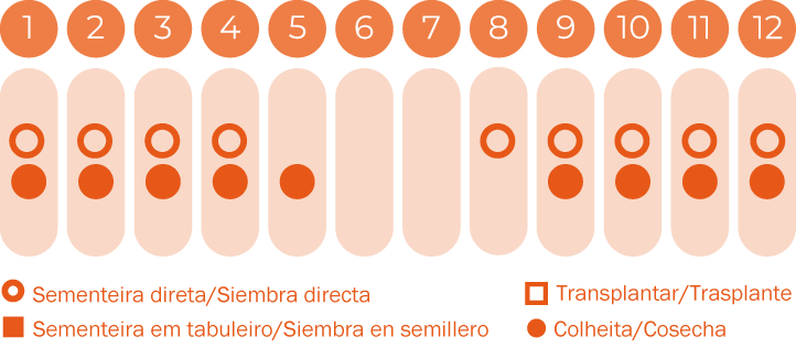 Espinafre da Nova Zelândia