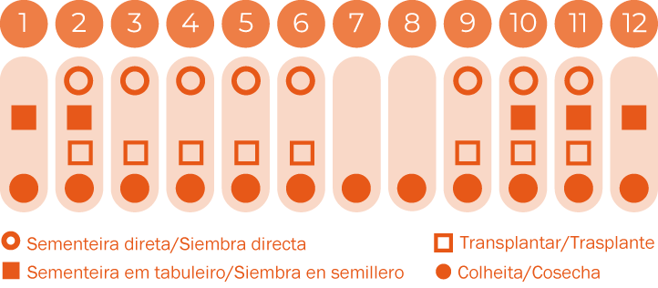 Acelga Glatter Silber 3
