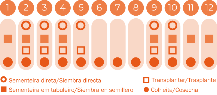 Fita de Sementes Rúcula Ruca BIO