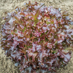 Alface Red Salad Bowl