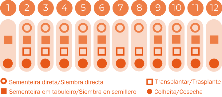 Verdura asiática Mizuna
