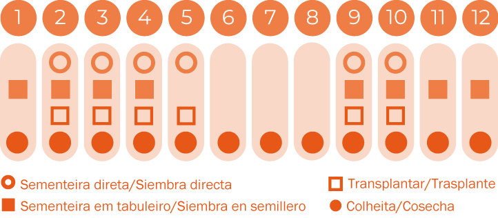 Rúcula selvática