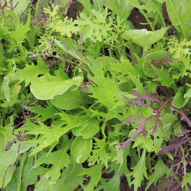 Verdura asiática mistura de variedades