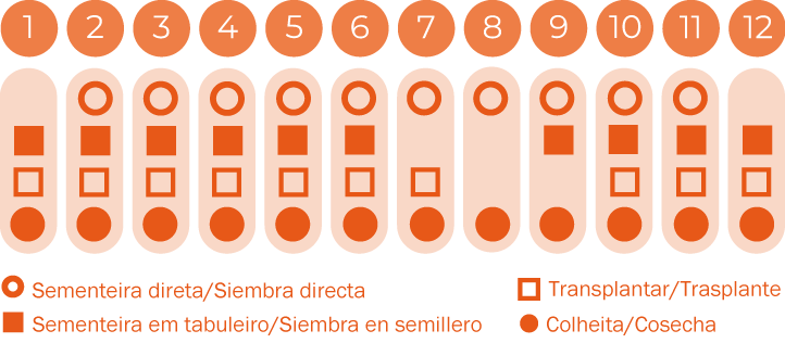 Verdura asiática Pak-Choi