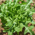 Alface Cerbiatta